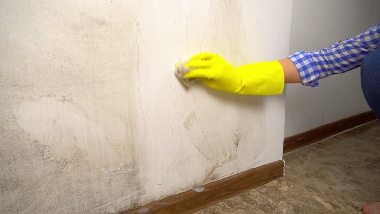 Best Mold Damage Restoration  in Marion, MT